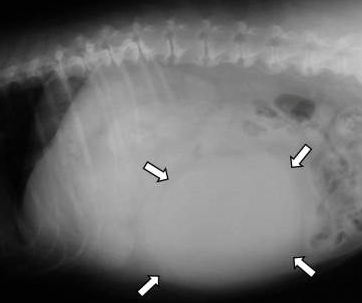 Radio d’une torsion de la rate chez le chien. La taille de la rate est augmentée (flèches