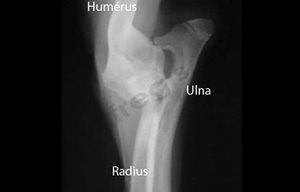 Radiographie de face la mandibule d’un chien (WHWT) atteint d’ostéopathie cranio-mandibulaire