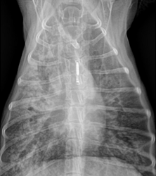 Radiographie pulmonaire de face d’un chien en provenance du Canada et présentant une histoplasmose