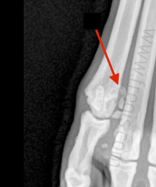 Radiographie mettant en évidence une fragmentation des os sésamoïdes chez un chien