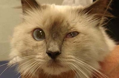 Chat Birman : Autre exemple de syndrome de Claude Bernard Horner