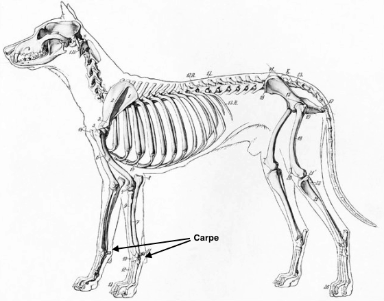 Le carpe représente le poignet du chien