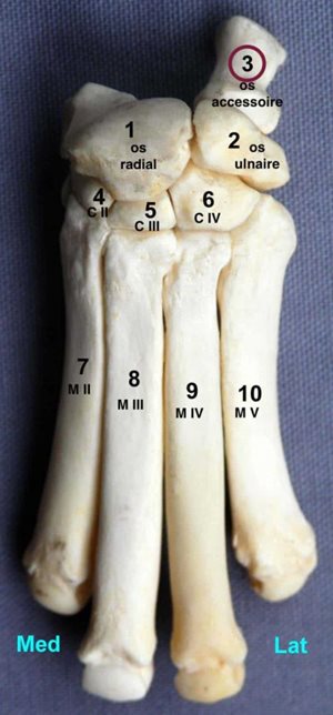 Anatomie du carpe chez le chien