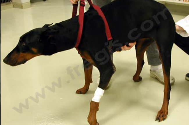 Chien de race Doberman présentant des troubles de la démarche secondaires à un syndrome de wobbler