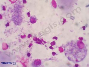 Examen cytologique d’un liquide de lavage broncho-alvéolaire chez un chien de race Teckel atteint de pneumocystose. On observe des éléments unicellulaires en position extracellulaire et intracellulaire. Lab. Vébio