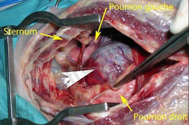 Chirurgie d’un chien atteint de thymome