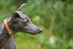 2. Le Whippet est une race de chien prédisposée à la glycogénose de type VII (ou déficience en phosphofructokinase)​