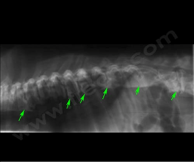 Bec de perroquet (otéophytes) sur les vertèbres d’un chien.