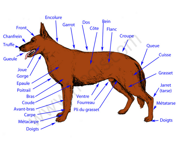 Shema des termes médicaux chez le chien - CHV Fregis