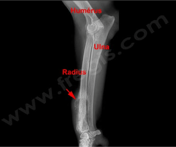 Osteosarcome chez le chien - CHV Fregis