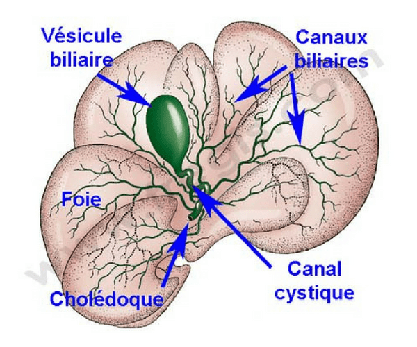 Les voies biliaires chez le chien