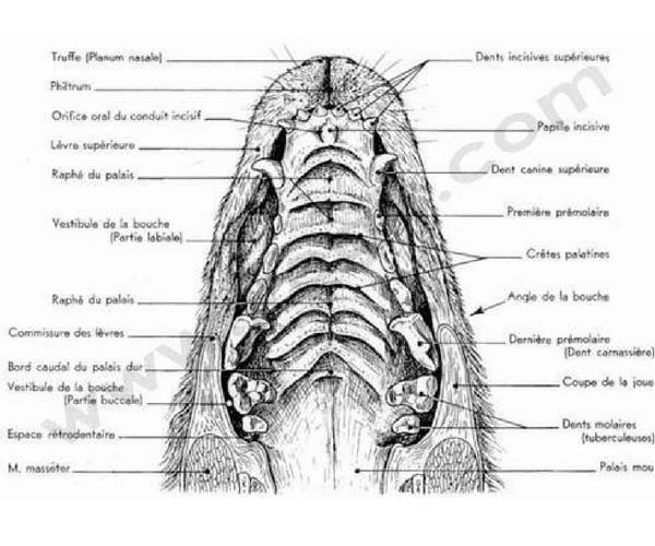 schéma du palais chez le chien