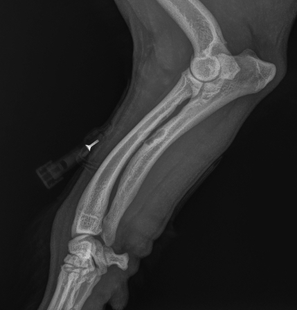 Radiographie de thorax en décubitus latéral droit