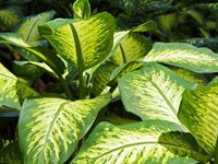 2. Le Dieffenbachia est une plante toxique pour le chien