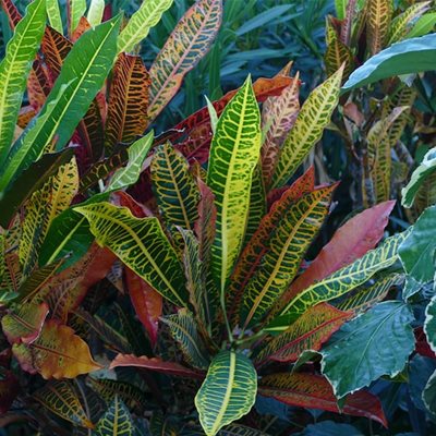 Intoxication par le croton, plante decorative - CHV Fregis