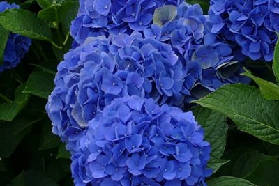 Intoxication par les plantes, hortensia - CHV Fregis