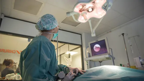 Arthroscopie vétérinaire proche de Genève