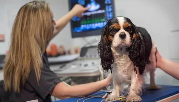 Echographie d'un chien à St Julien en Genevois