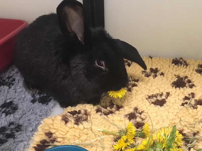 Black est un lapin mâle entier jeune adulte récupéré la veille sur un marché, aucun antécédent médical n'est donc connu.