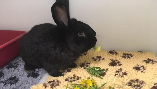 Black est un lapin mâle entier jeune adulte récupéré la veille sur un marché, aucun antécédent médical n'est donc connu.