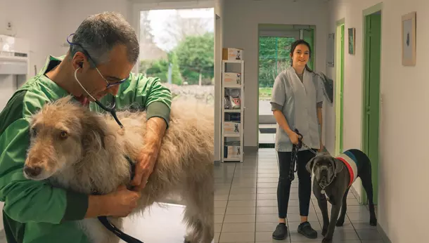 veterinaire avex chien