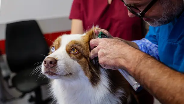 Doc et chien oreilles