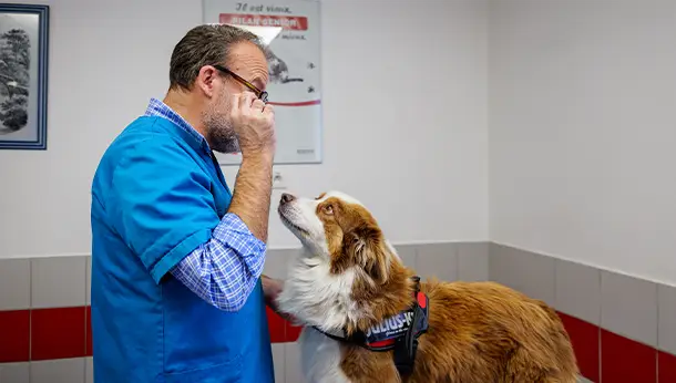 Doc et chien yeux