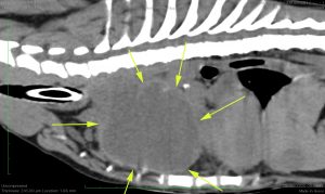 scanner thoracique d’un chien présentant un thymome