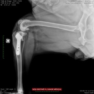 Traitement de la rupture du ligament croisé