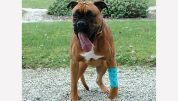 Bullmastiff Jambe cassée