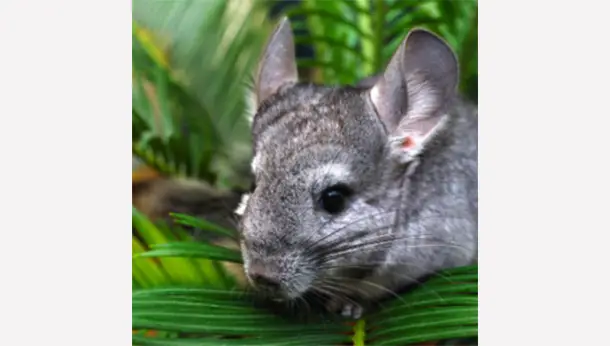 Chinchilla