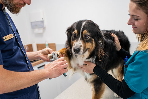 Chien avec ASV coupe griffe - St homas Gap