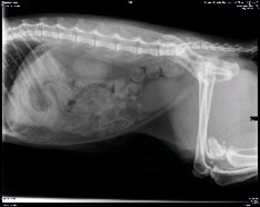 radio abdominale