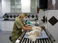 Dentisterie vétérinaire