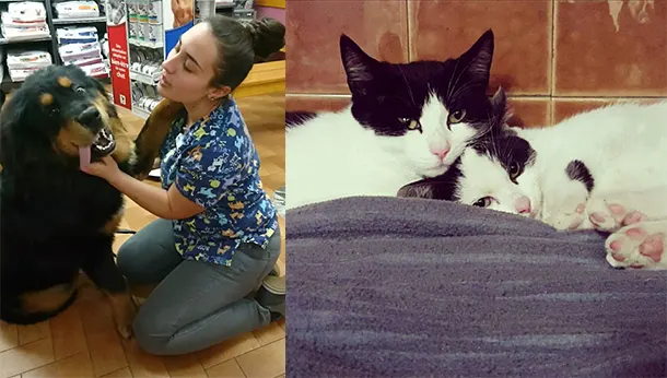 bouvier bernois asv et deux chats hospitalises