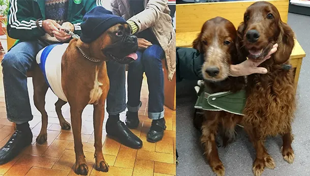 chien avec bonnet et deux spaniel bruns