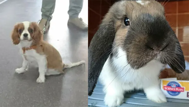 chiot spaniel et lapin