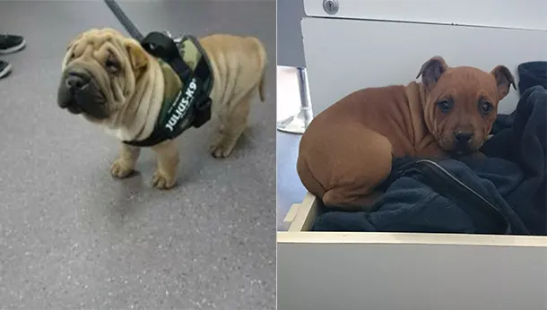 shar pei et chiot dans tiroir