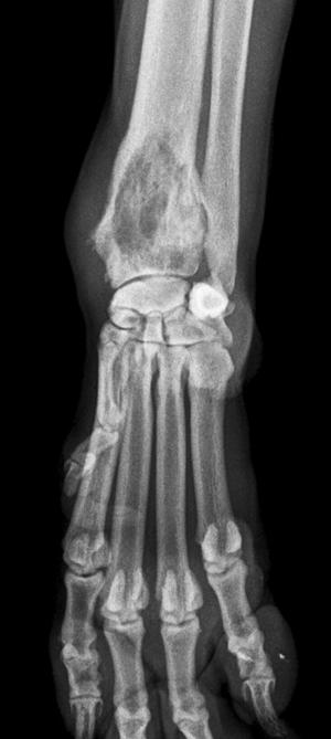 Tumeur osseuse du radius chez un chien