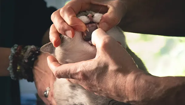 chat dentisterie