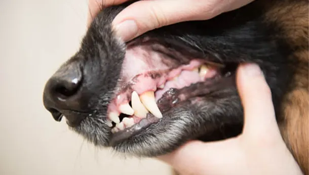 Dentiste chien et chat