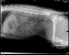 Radiographie abdominale