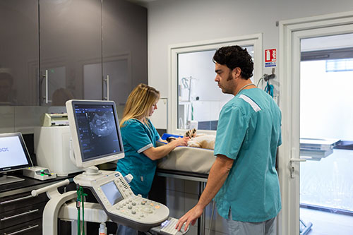 Echographie cliique Nympheas