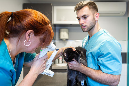 Examen yeux chat noir Nympheas