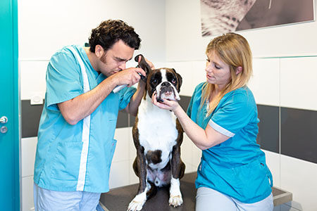 Examen oreille boxer Nympheas