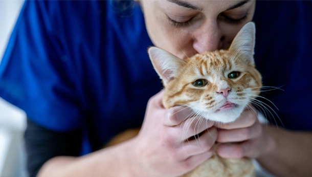 Gros plan chat roux