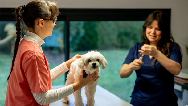 Consultation petit chien