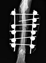 Chirugie Specialisee, Orthopédie - Traumatologie - Apyvet Bourgeolles