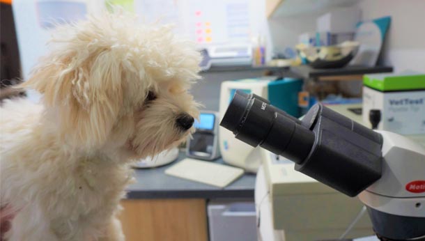 Chien microscope