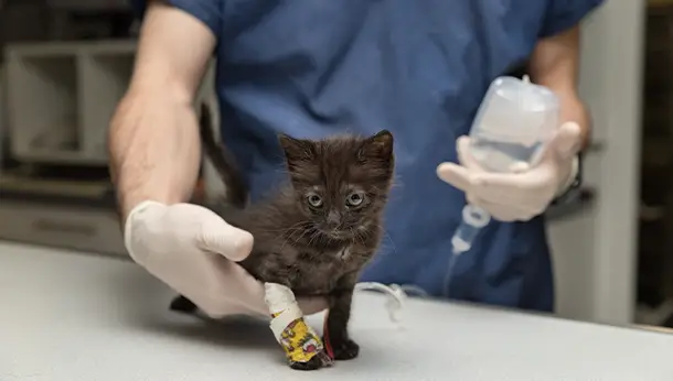 Chaton noir sur table